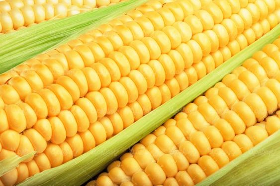 دانه های ذرت تولید روغن ذرت