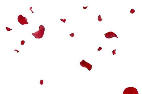 گل فروشی گل طبیعی گلبرگ گل رز 3