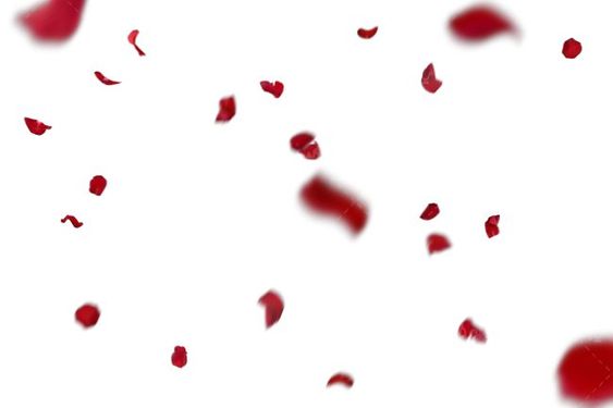 گل فروشی گل طبیعی گلبرگ گل رز 5