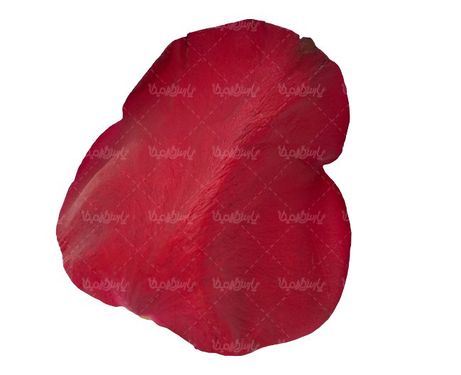 گل فروشی گل طبیعی گلبرگ گل رز 6