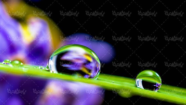 شبنم روی گیاه قطره آب منظره چشم انداز