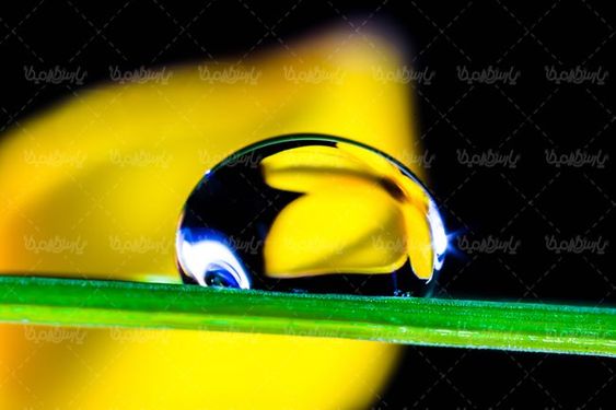 شبنم روی گیاه قطره آب منظره چشم انداز