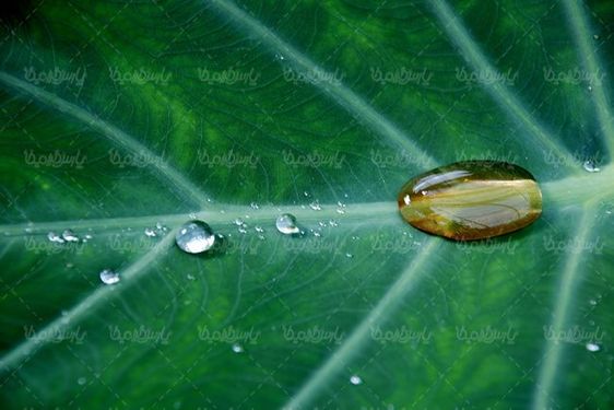 قطره شبنم روی برگ  قطره آب  منظره