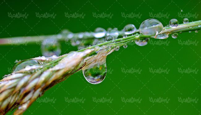 قطره شبنم روی برگ  قطره آب  منظره
