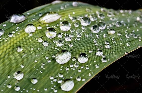قطره شبنم روی برگ  قطره آب  منظره