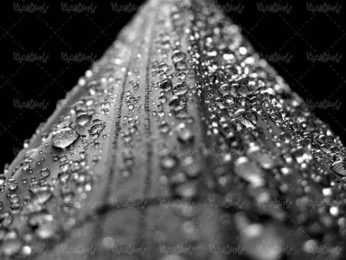 قطره شبنم روی برگ  قطره آب  منظره