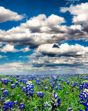 بهار  دشت گل منظره بهاری آسمان نیمه ابری