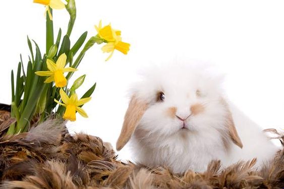 خرگوش پر گل بهاری گل زرد گلفروشی