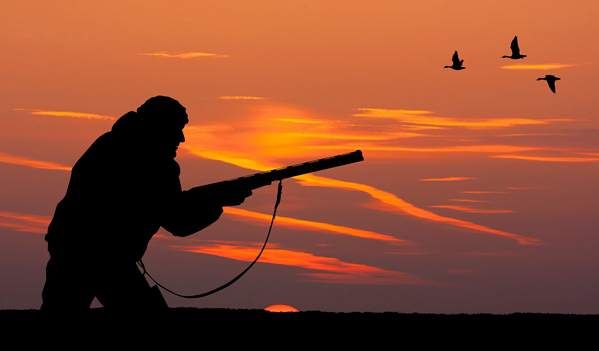 شکارچی پرنده تفنگ شکار منظره غروب خورشید