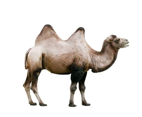شتر حیوان اهلی حیوان باری شتر دو کوهانه