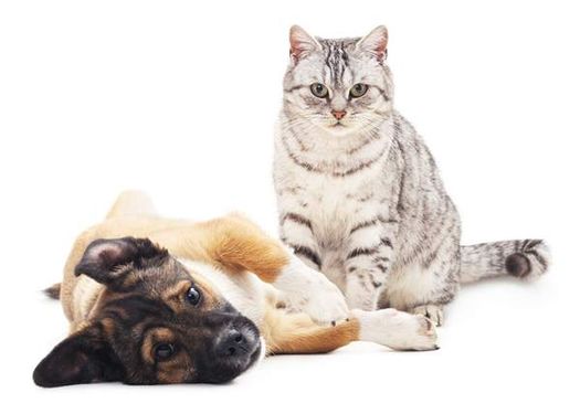 سگ گربه حیوانات اهلی حیوانات خانگی