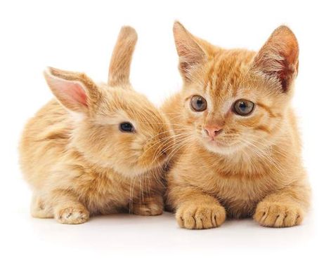 خرگوش گربه حیوانات اهلی حیوانات خانگی