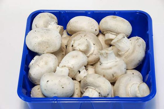 قارچ بسته ای پرورش قارچ پروتئینی