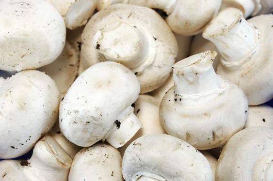 قارچ بسته ای پرورش قارچ پروتئینی