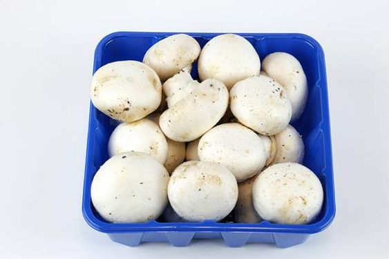 قارچ بسته ای پرورش قارچ پروتئینی