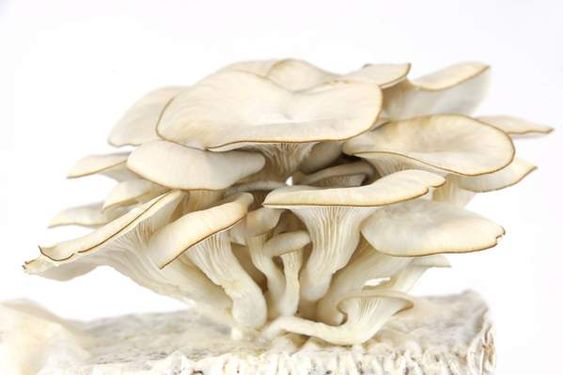 قارچ بسته ای پرورش قارچ پروتئینی