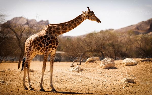 حیات وحش  زرافه حیوان علف خوار