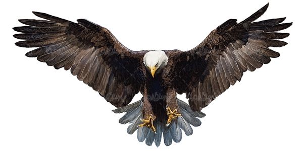 عقاب پرنده گوشت خوار سلطان آسمان