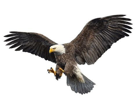 عقاب پرنده گوشت خوار سلطان آسمان