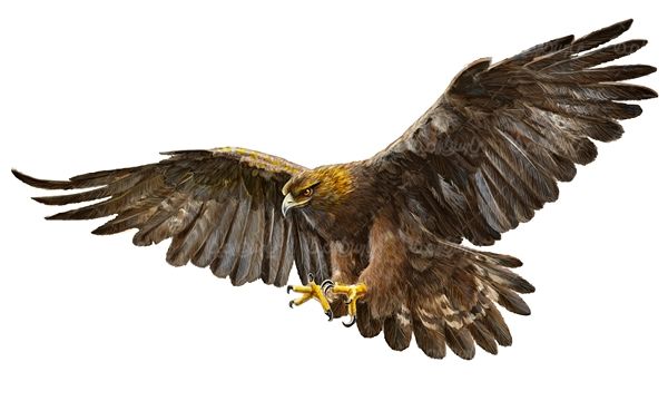 عقاب پرنده گوشت خوار سلطان آسمان