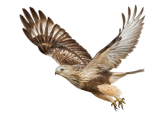 عقاب پرنده گوشت خوار سلطان آسمان