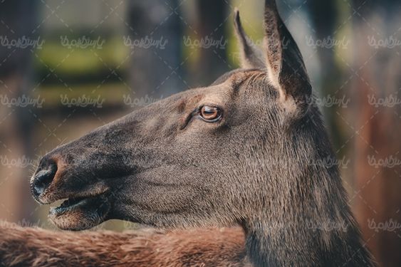 گوزن بز کوهی حیات وحش