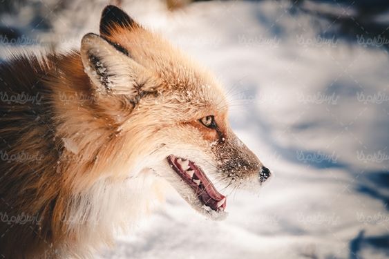 روباه حیات وحش زمستان برف
