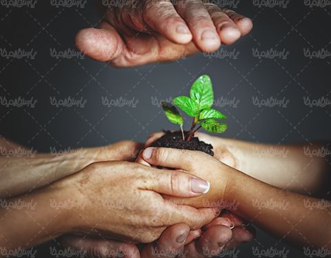 جوانه گیاه درختکاری حفظ طبیعت