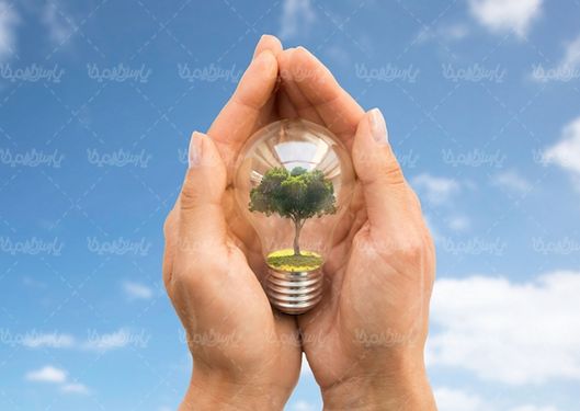 جوانه گیاه درختکاری حفظ طبیعت