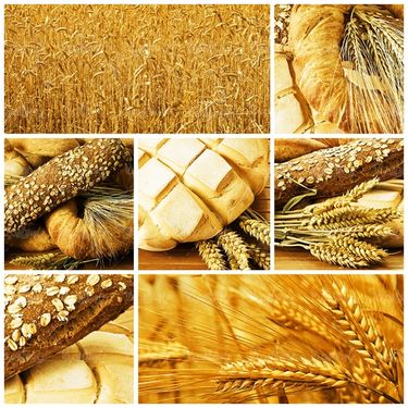 آرد نانوایی خوشه گندم کیسه آرد