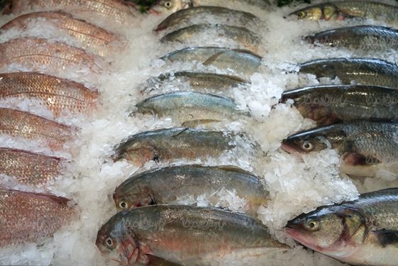 ماهی صید ماهی پروتئینی ماهیگیری