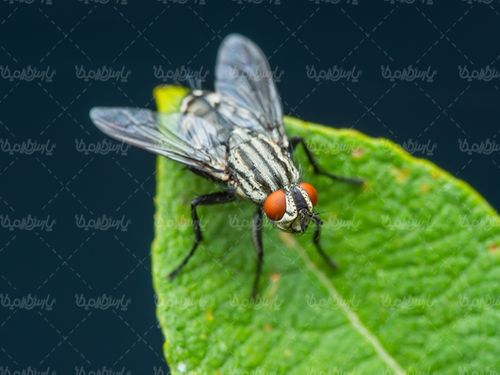 مگس حشرات حشره برگ درخت