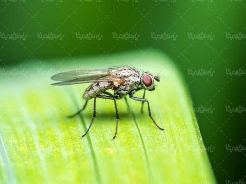 مگس حشرات حشره برگ درخت