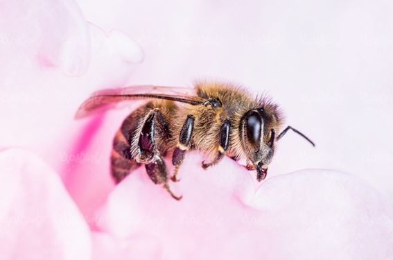 زنبور عسل پرورش زنبور