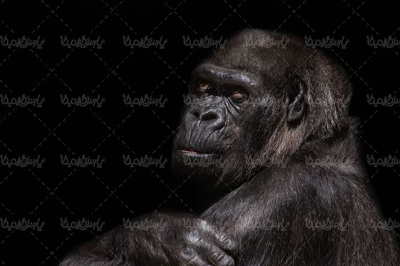 میمون گوریل شمپانزه باغ وحش