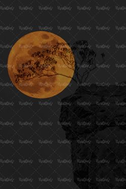 قرص ماه شب مهتاب چشم  انداز مهتابی