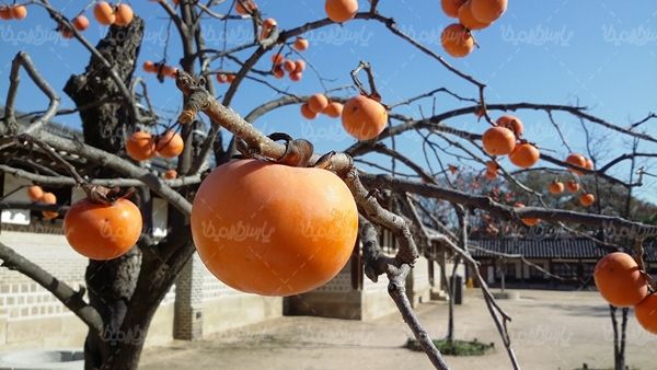 خرمالو میوه فروشی درخت خرمالو