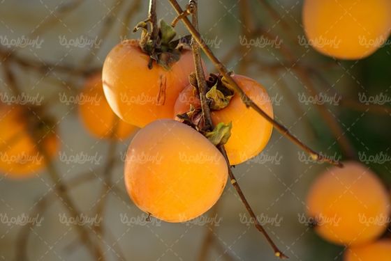 خرمالو میوه فروشی درخت خرمالو