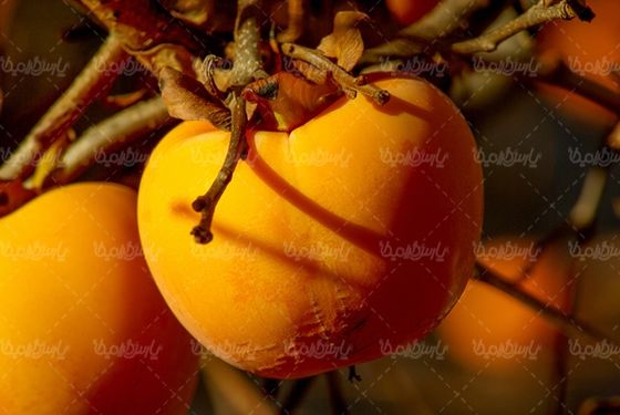 خرمالو میوه فروشی درخت خرمالو