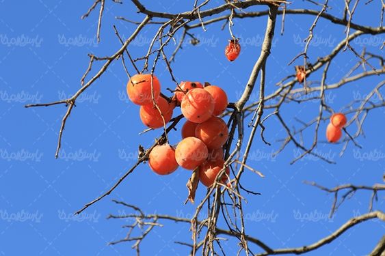 خرمالو میوه فروشی درخت خرمالو