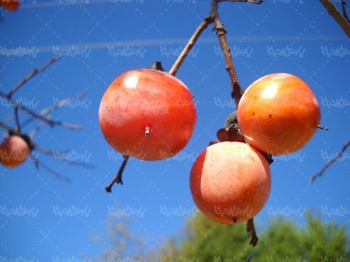 خرمالو میوه فروشی درخت خرمالو
