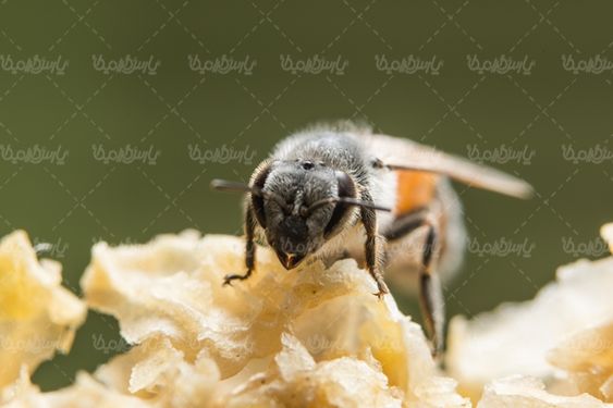 کندوی عسل موم عسل زنبور عسل