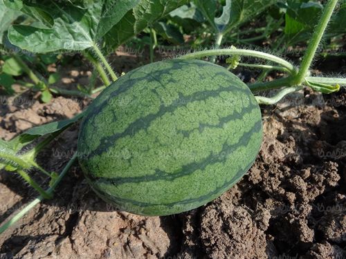 هندوانه میوه فروشی میوه تابستانی
