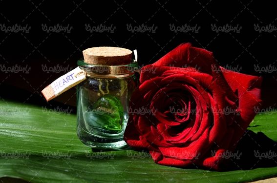 گل رز گلفروشی گالری گل و گیاه