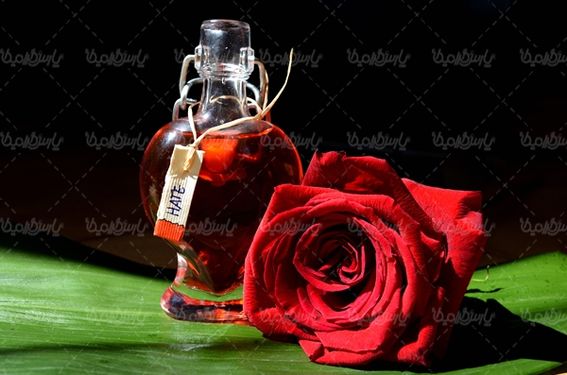 گل رز گلفروشی گالری گل و گیاه