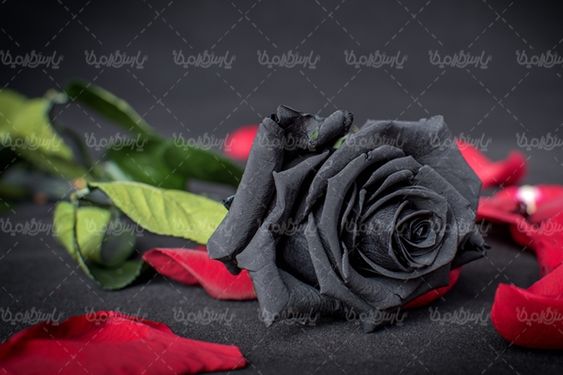 گل رز گلفروشی گالری گل و گیاه