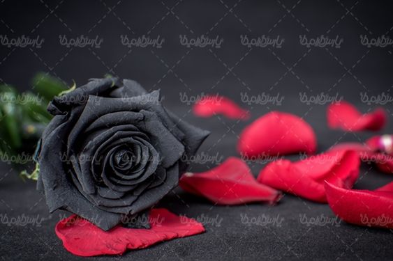 گل رز گلفروشی گالری گل و گیاه