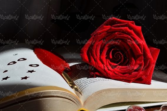 گل رز گلفروشی گالری گل و گیاه