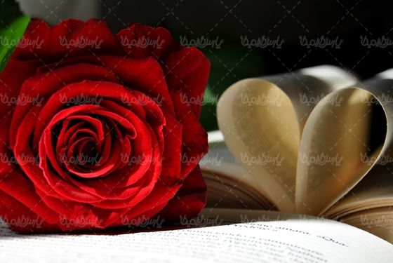 گل رز گلفروشی گالری گل و گیاه