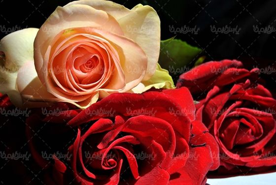 گل رز گلفروشی گالری گل و گیاه